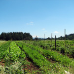 Incubator farmer plots at Headwaters