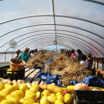 NIFTI Tour participants gather inside the propagation greenhouse