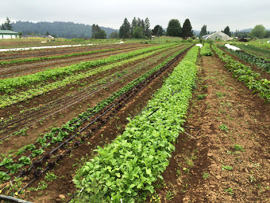 at Headwaters Farm in Orient, Oregon