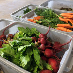 fresh vegetables for a CSA share from Full Cellar Farm
