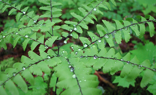Maidenhair fern (Adiantum aleuticum)