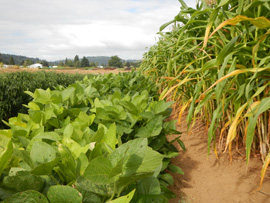 crops at Headwaters farm