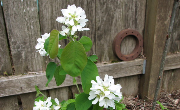 Serviceberry (Amelanchier alnifolia)