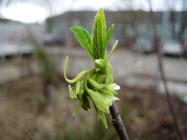 close-up of unfurling osoberry bloom