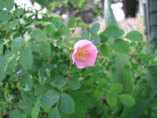 Baldhip Rose (Rosa gymnocarpa)