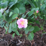 Baldhip Rose (Rosa gymnocarpa)
