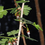Black gooseberry (Ribes divaricatum)