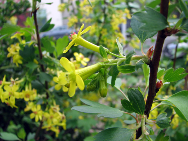 Golden Currant (Ribes aureum)