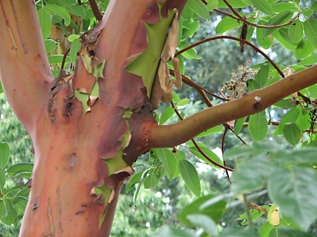 Madrone (Arbutus menziesi)