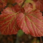 Oval-leaved viburnum (Viburnum ellipticum)