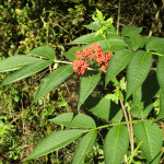 Red elderberry (Sambucus racemosa)