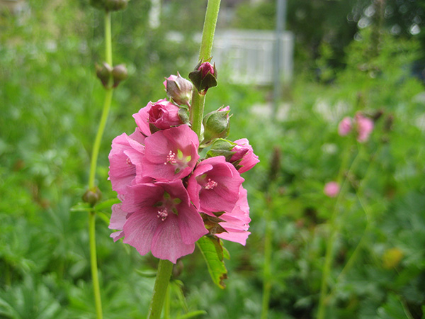 Cusick's Checkermallow