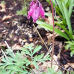 Bleeding heart (Dicentra formosa)