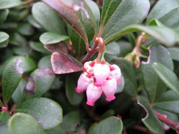 Kinnikinnick (Arctostaphylos uva-ursi)