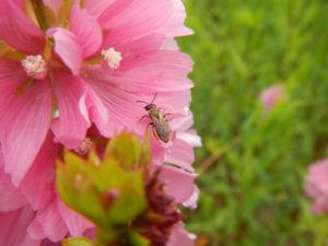 A native bee on a native plant, Cusick's Checkermallow
