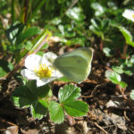 Moths pollinate too! Here's one that found some strawberry flowers.