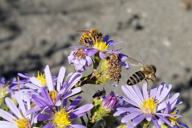 Honey bees visit late-blooming Douglas asters