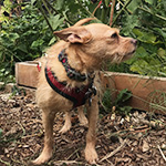 Penny : Security Specialist and Office Greeter
