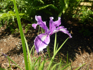 Oregon iris (Iris tenax), a species of Iris native to southwestern Washington and northwestern Oregon