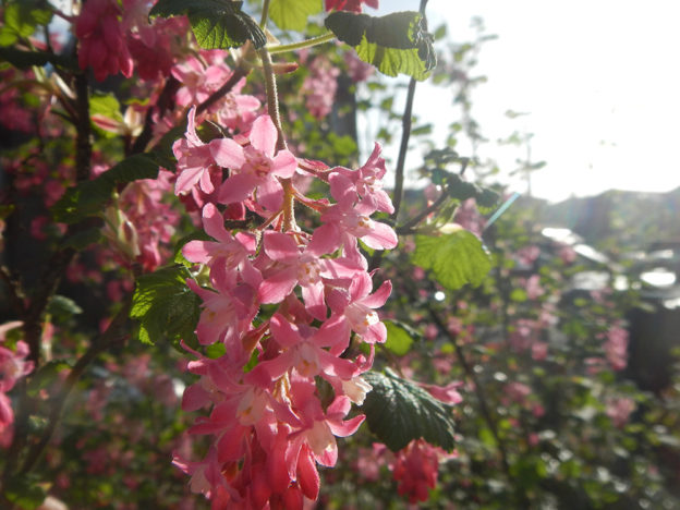 Red flowering currant