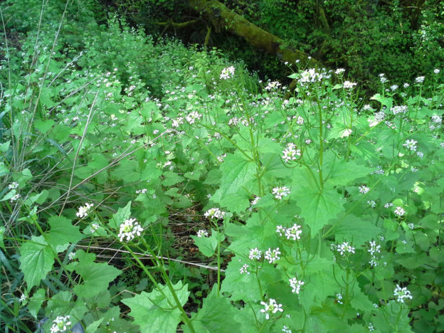 a field of invasive garlic mustard is flowering