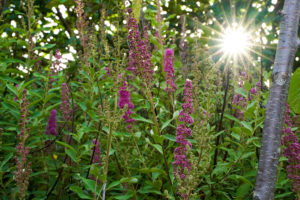 A view of the maturing plantings on the property