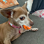 Eleanor Rigby (Ella) : Financial Security Watchdog