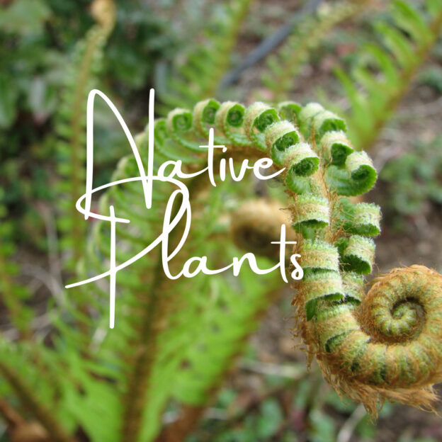 Image of a sword fern with the text Native Plants overlayed.